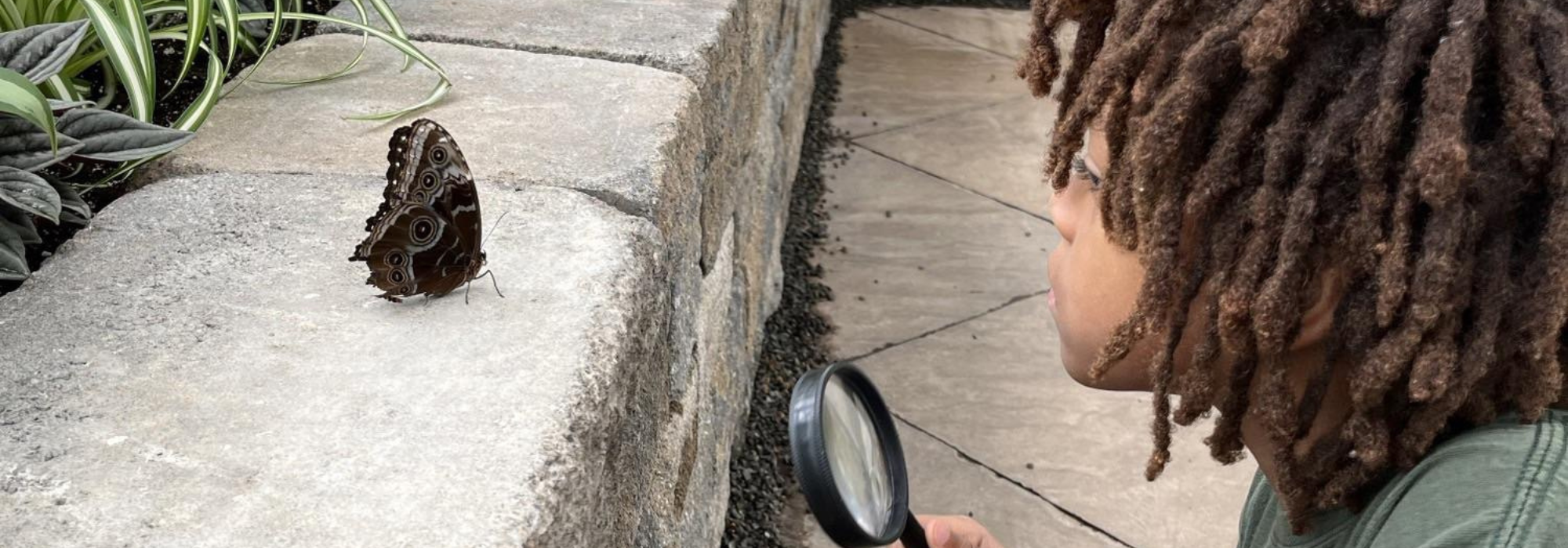 image of a student looking at a butterfly with a magnifying glass